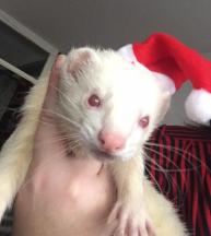 ferret furet box de noel 2016