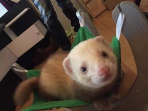 ferret furet box de noel 2016