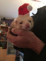 ferret furet box de noel 2016