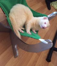 ferret furet box de noel 2016
