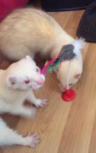 ferret furet box de noel 2016