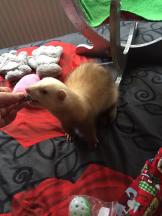 ferret furet box de noel 2016