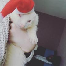Box de Noël 2016