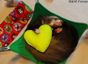 ferret furet box de noel 2016