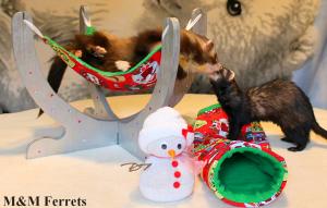 ferret furet box de noel 2016