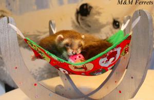 ferret furet box de noel 2016