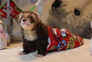 ferret furet box de noel 2016