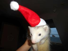 ferret furet box de noel 2016