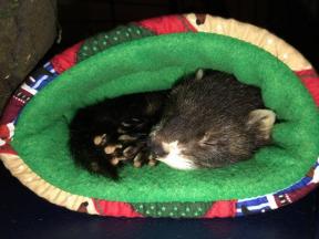 ferret furet box de noel 2016