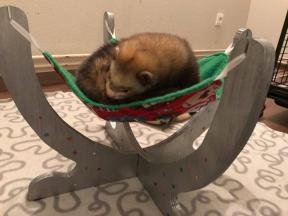 ferret furet box de noel 2016