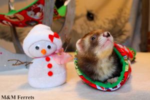 ferret furet box de noel 2016