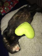 ferret furet box de noel 2016