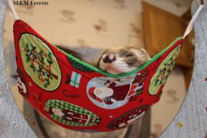 ferret furet box de noel 2016