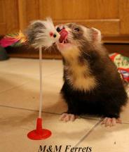 ferret furet box de noel 2016