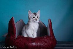 Couffin chien chat furet